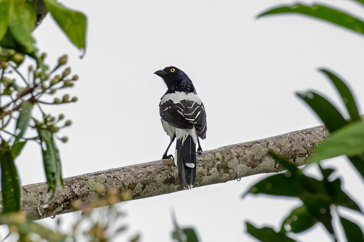 Magpie Tanager - ML642913099