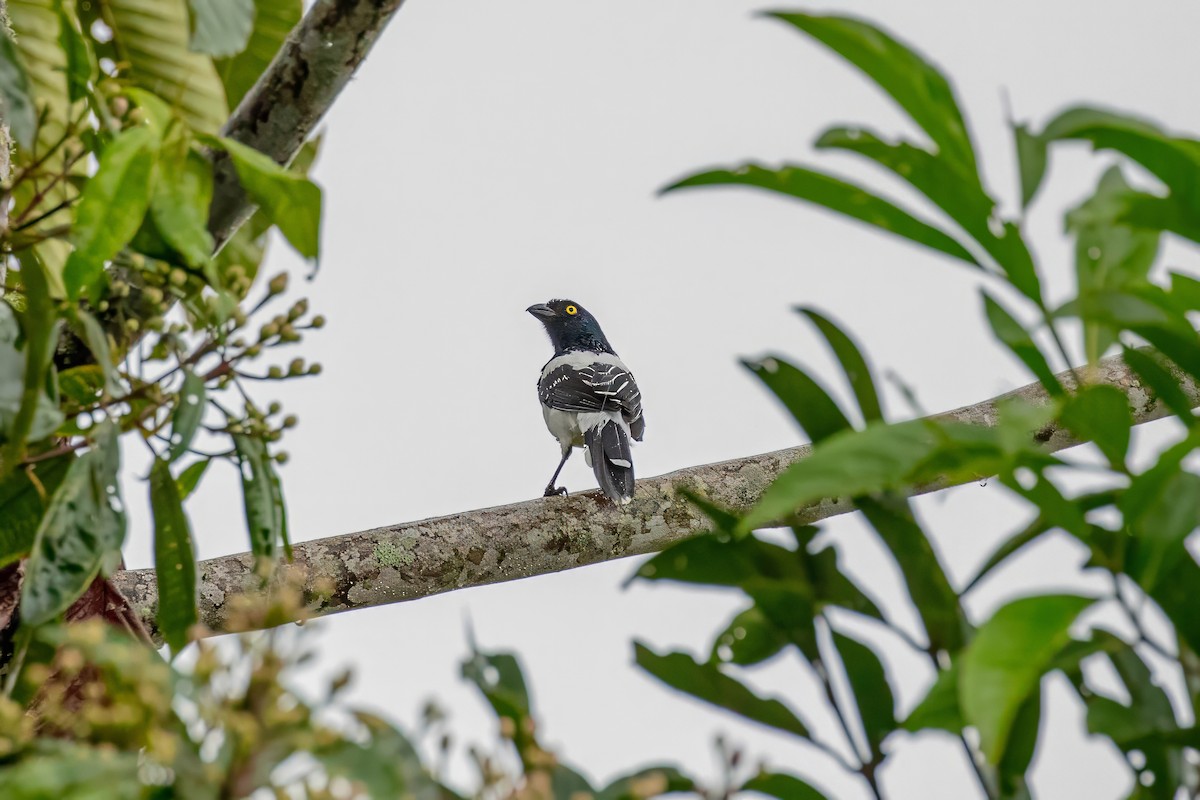 Magpie Tanager - ML642913107