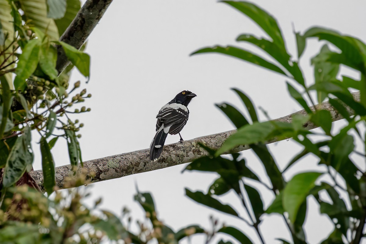 Magpie Tanager - ML642913108