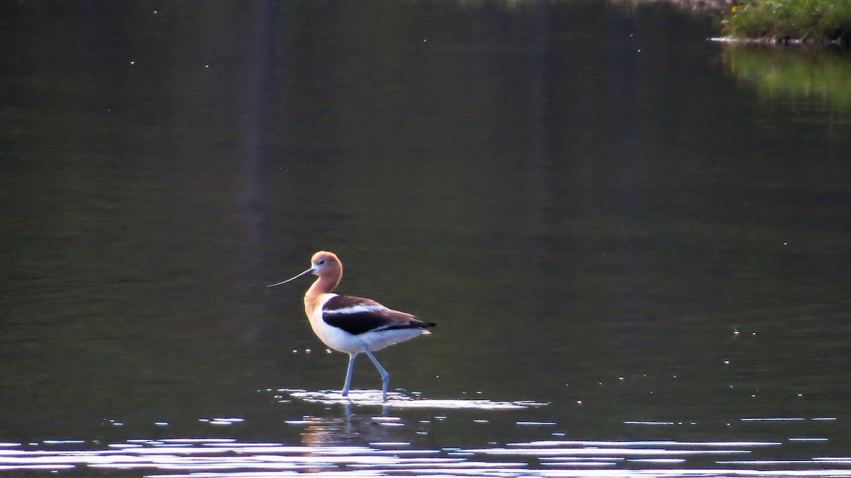 American Avocet - Barry Day