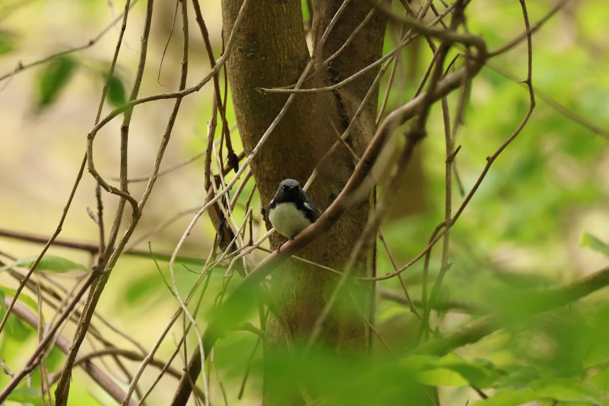 Black-throated Blue Warbler - ML642913114