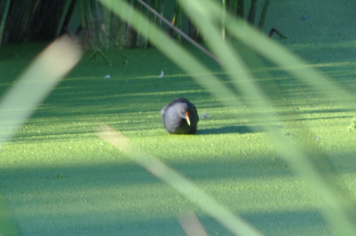 Common Gallinule - ML642913115