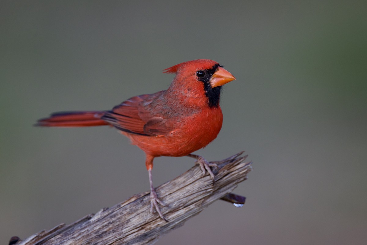 Northern Cardinal - ML642913116