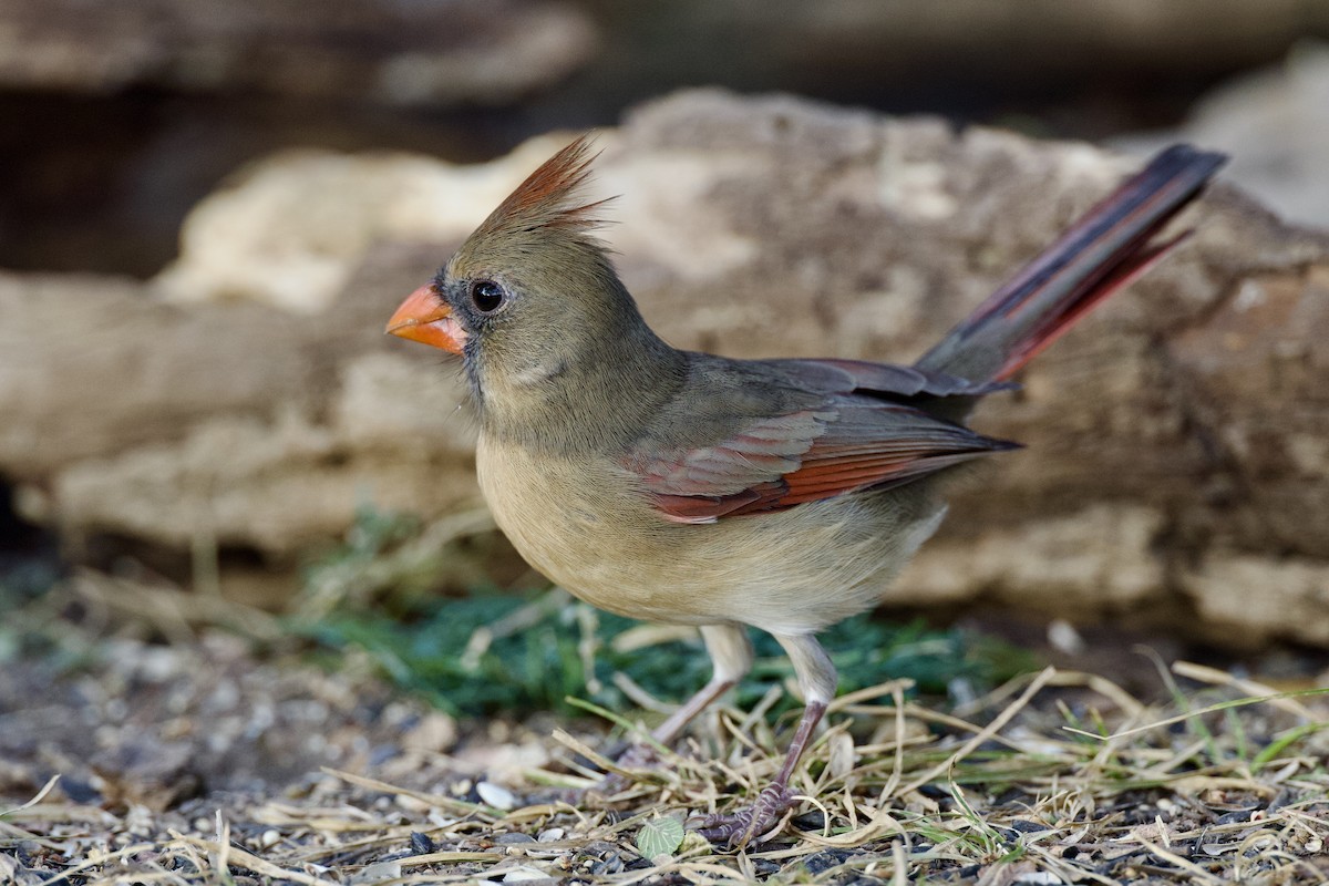 Northern Cardinal - ML642913117