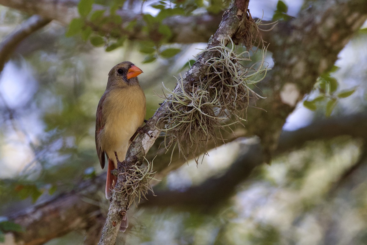 Northern Cardinal - ML642913118