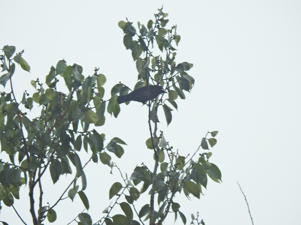 Silver-beaked Tanager - ML642913121
