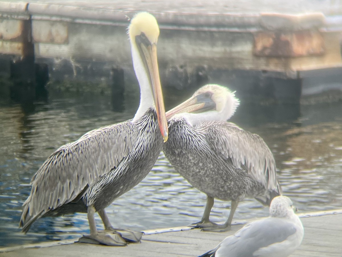 Brown Pelican - ML642913122