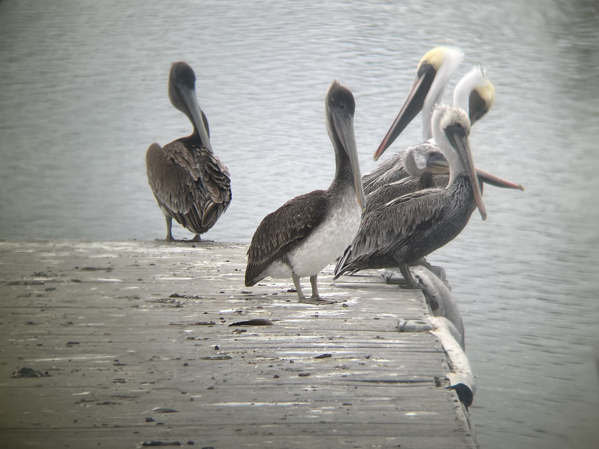 Brown Pelican - ML642913123