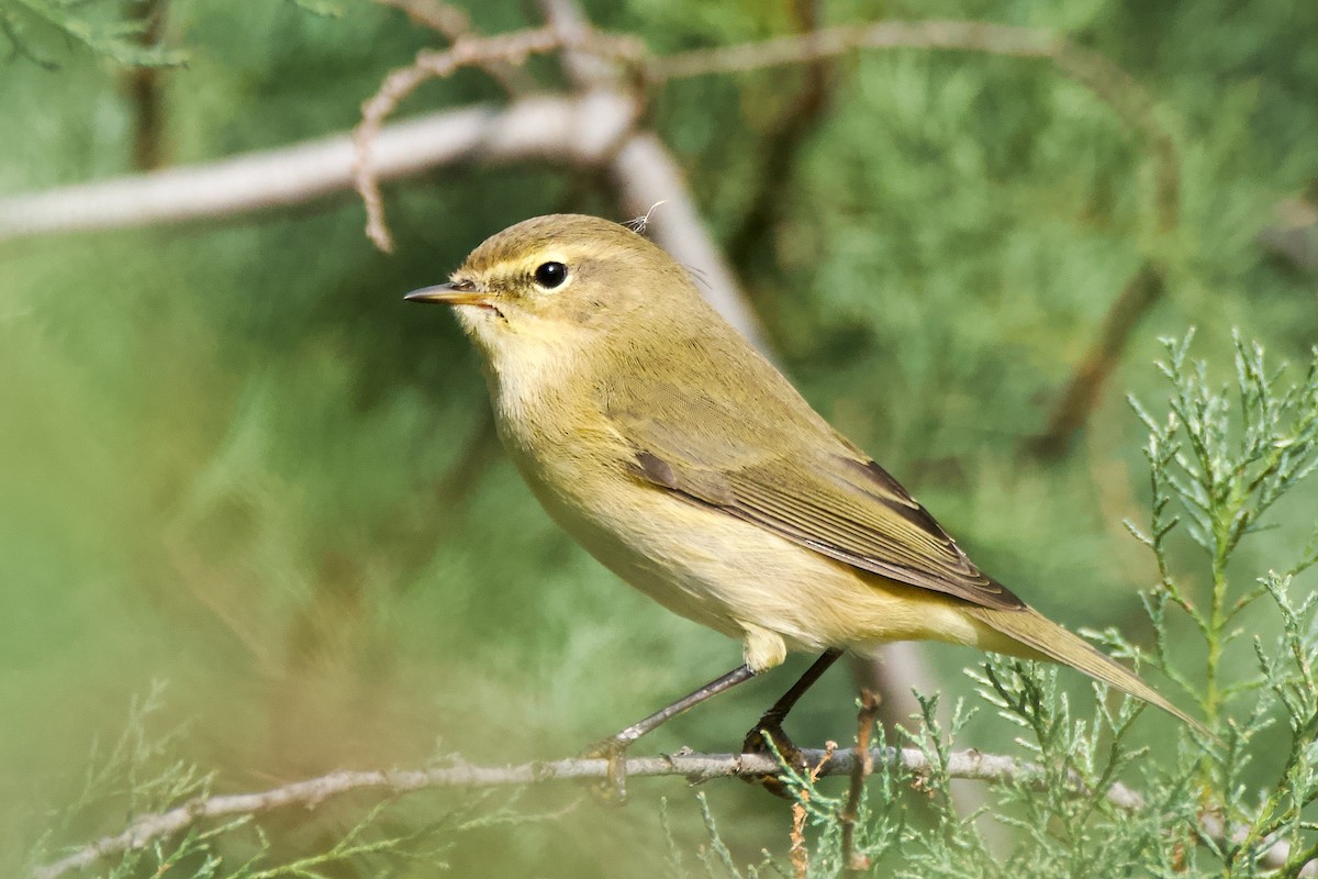 budníček menší - ML642913130