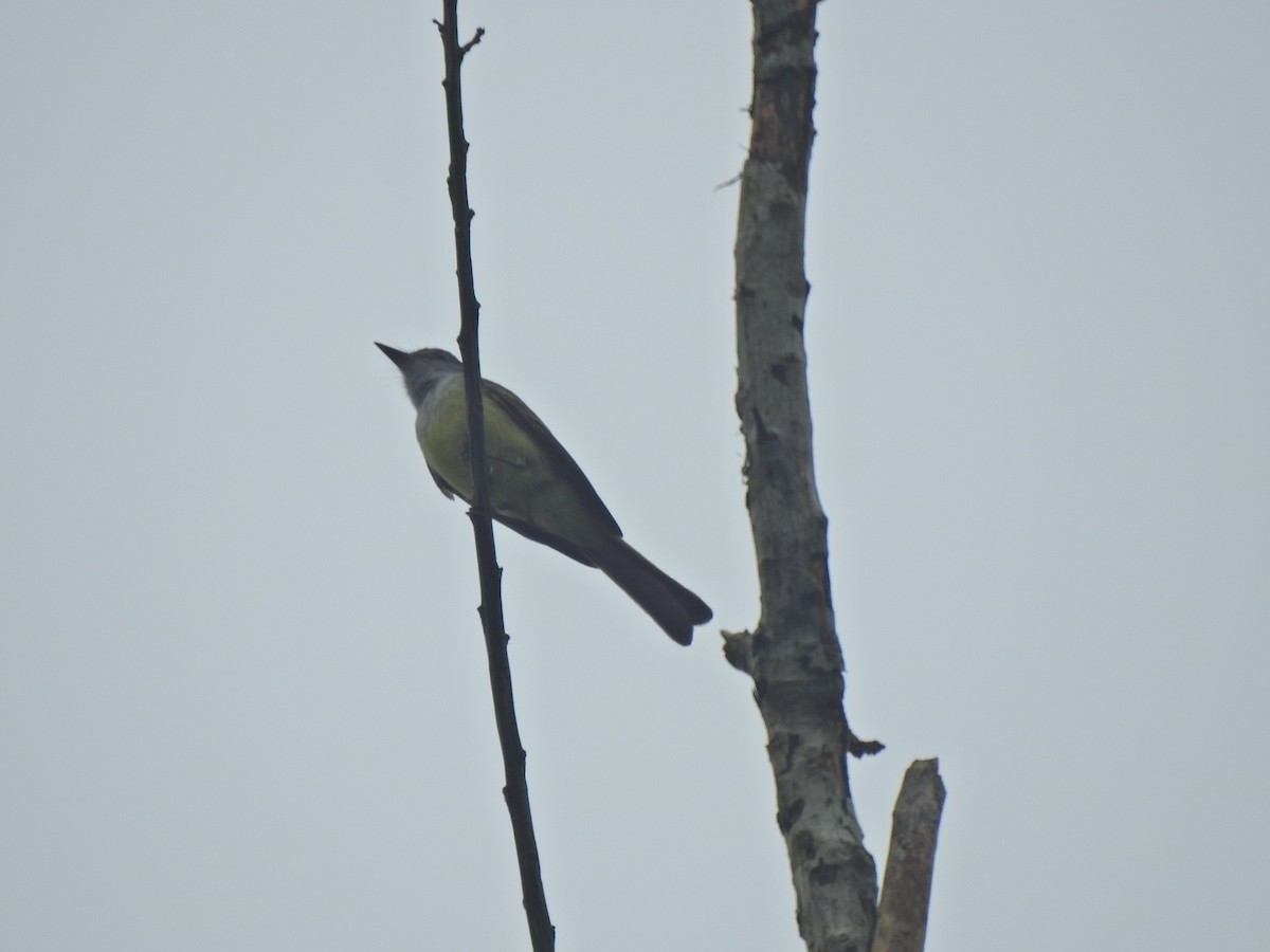 Short-crested Flycatcher - ML642913133