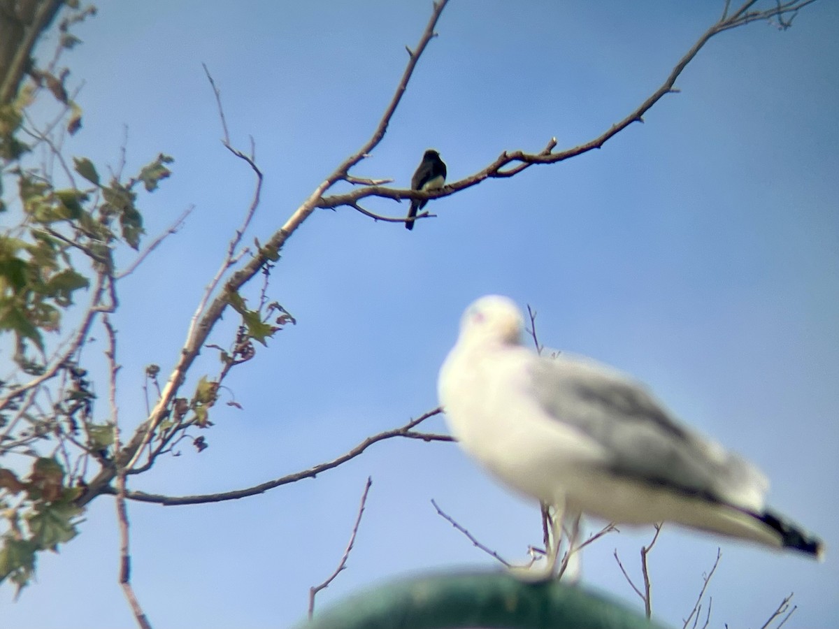 Black Phoebe - ML642913142