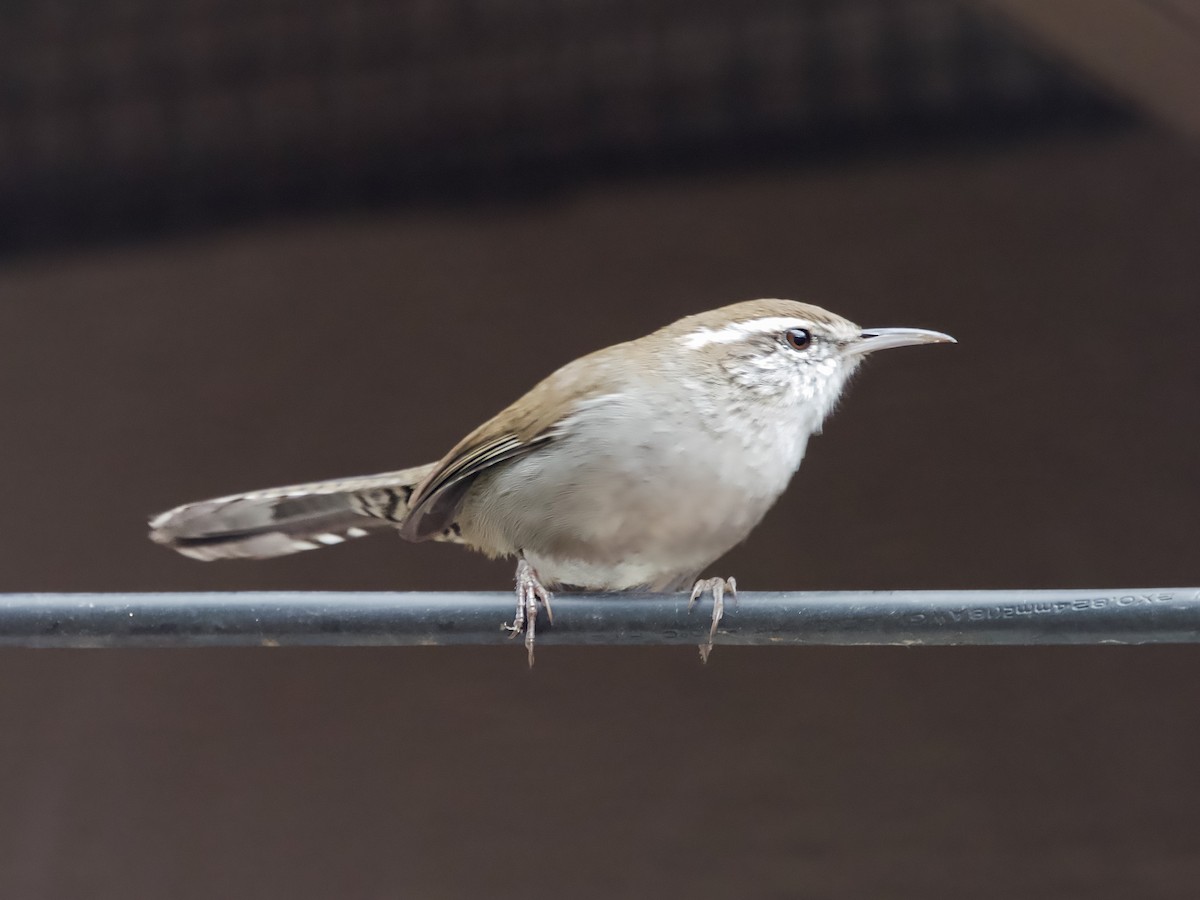 Bewick's Wren - ML642913145