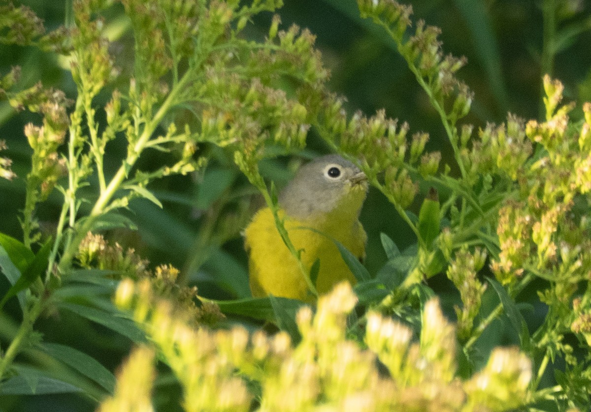 Nashville Warbler - ML642913147