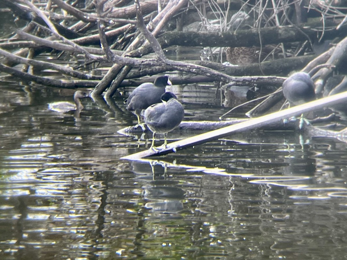 American Coot - ML642913163