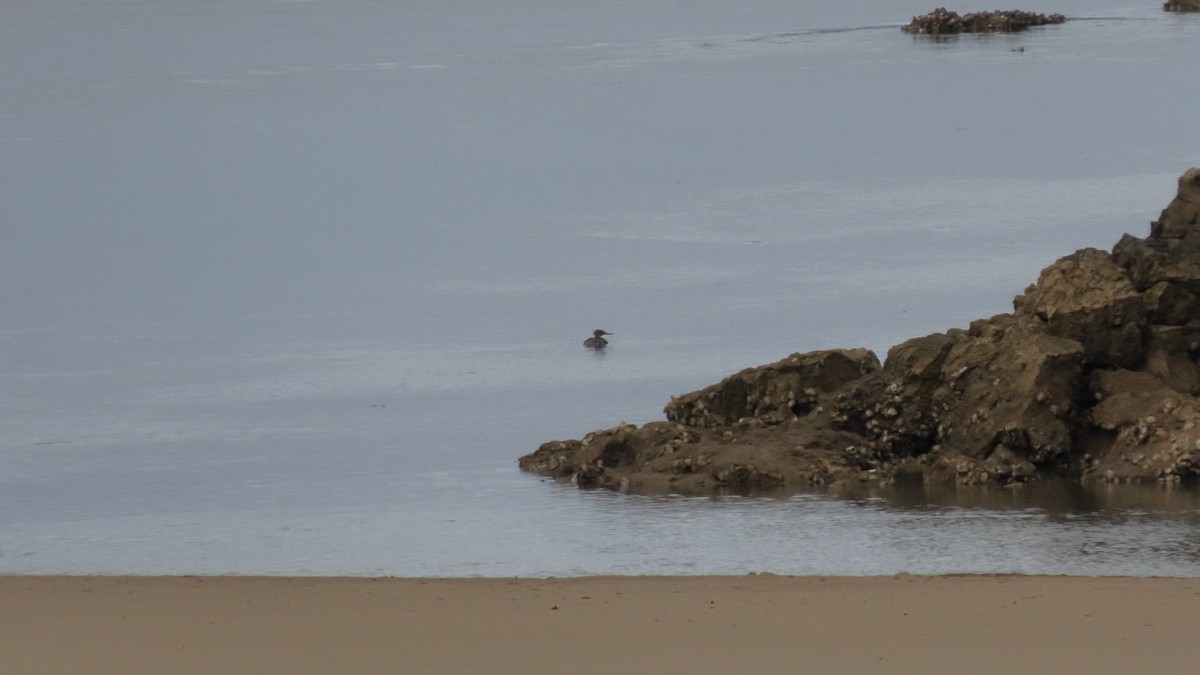 Red-breasted Merganser - ML642913168