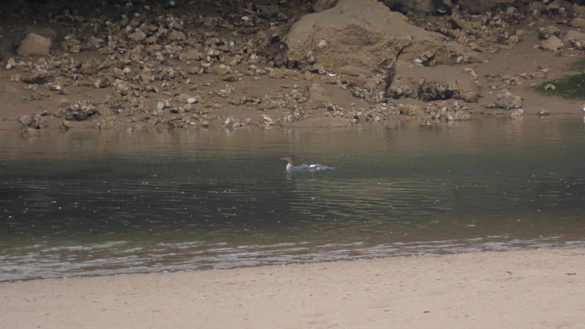 Red-breasted Merganser - ML642913169