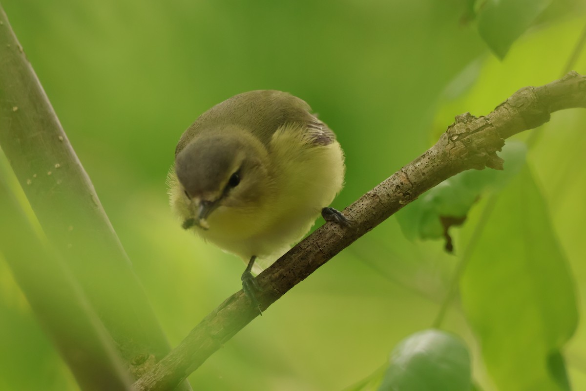 Philadelphia Vireo - ML642913187