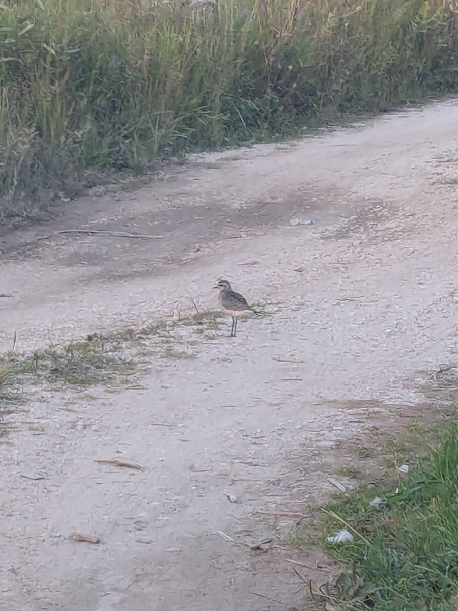 American Golden-Plover - ML642913200