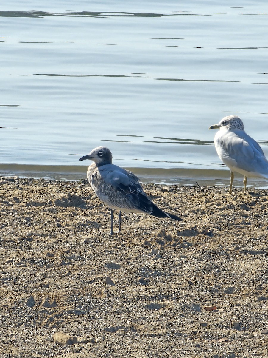 Laughing Gull - ML642913202