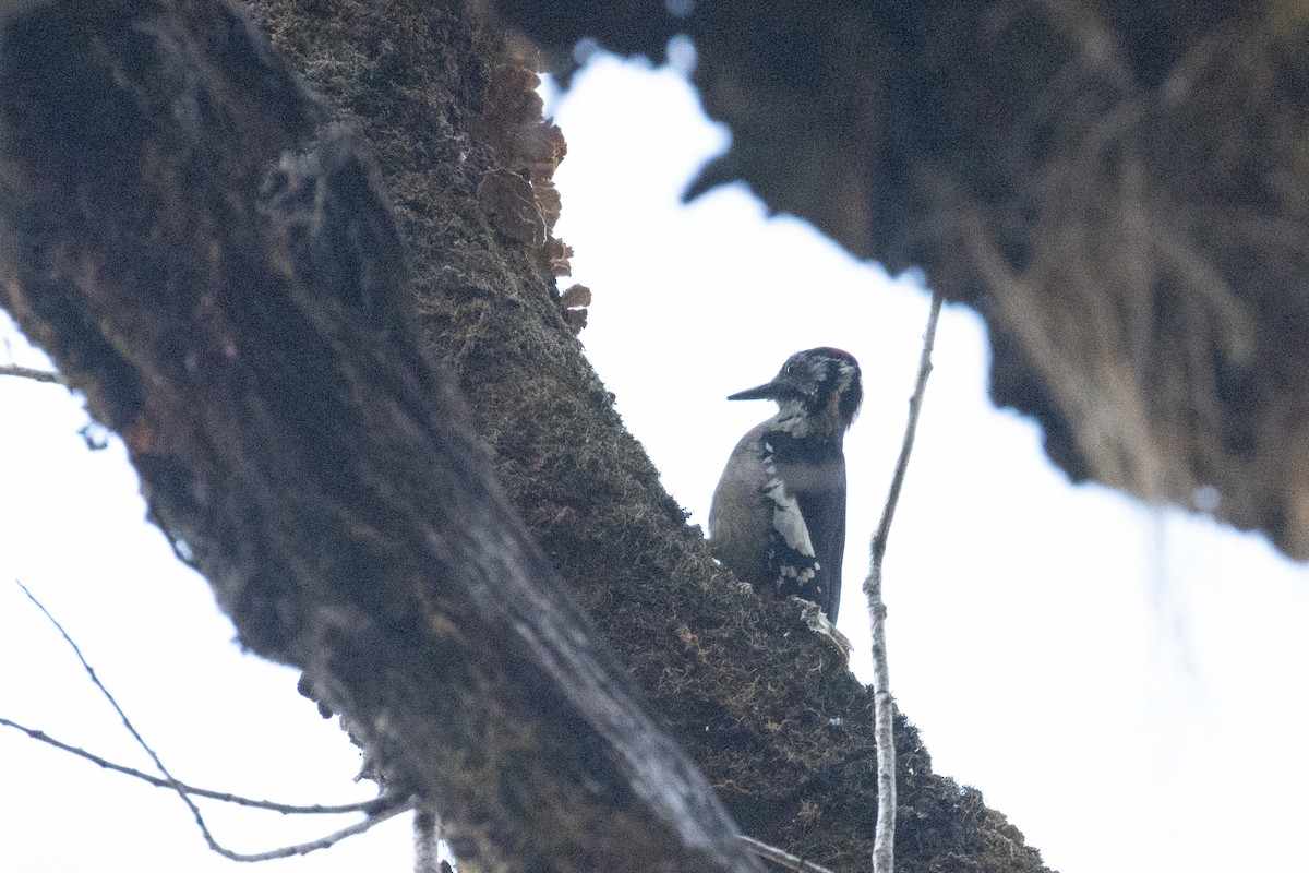 Himalayan Woodpecker - ML642913204