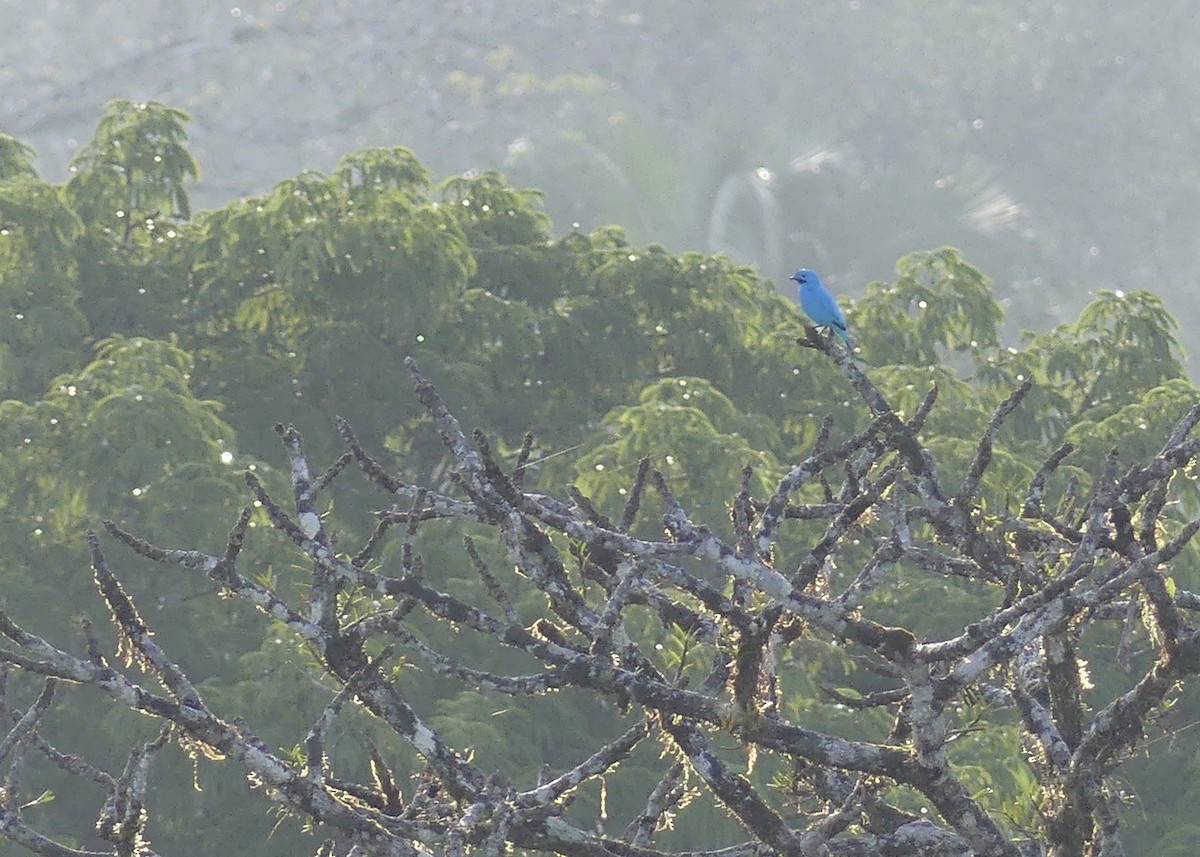 Plum-throated Cotinga - ML642913209