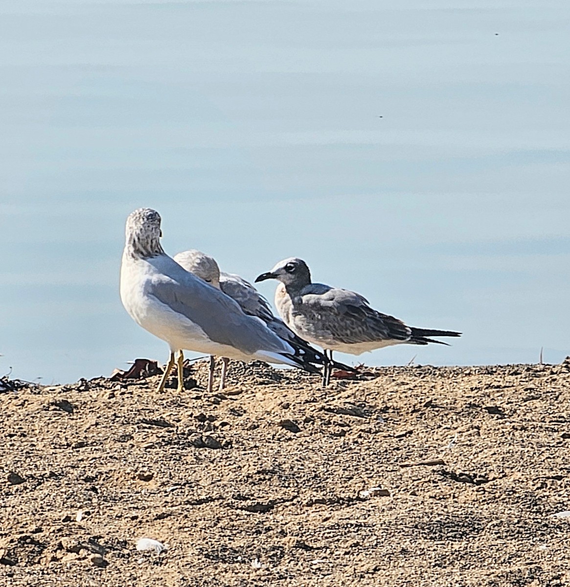 Laughing Gull - ML642913210
