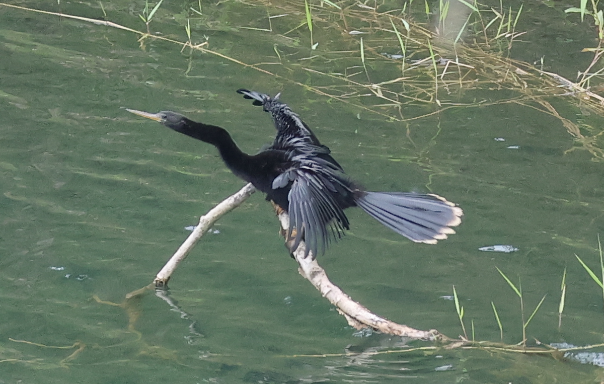 Anhinga - ML642913216