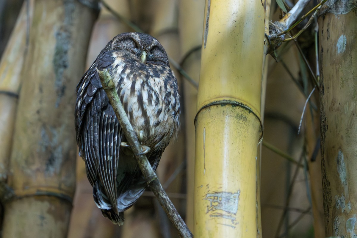 Mottled Owl - ML642913217