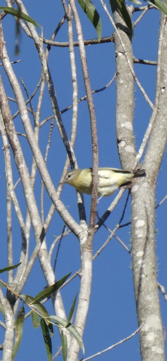 Philadelphia Vireo - ML642913227