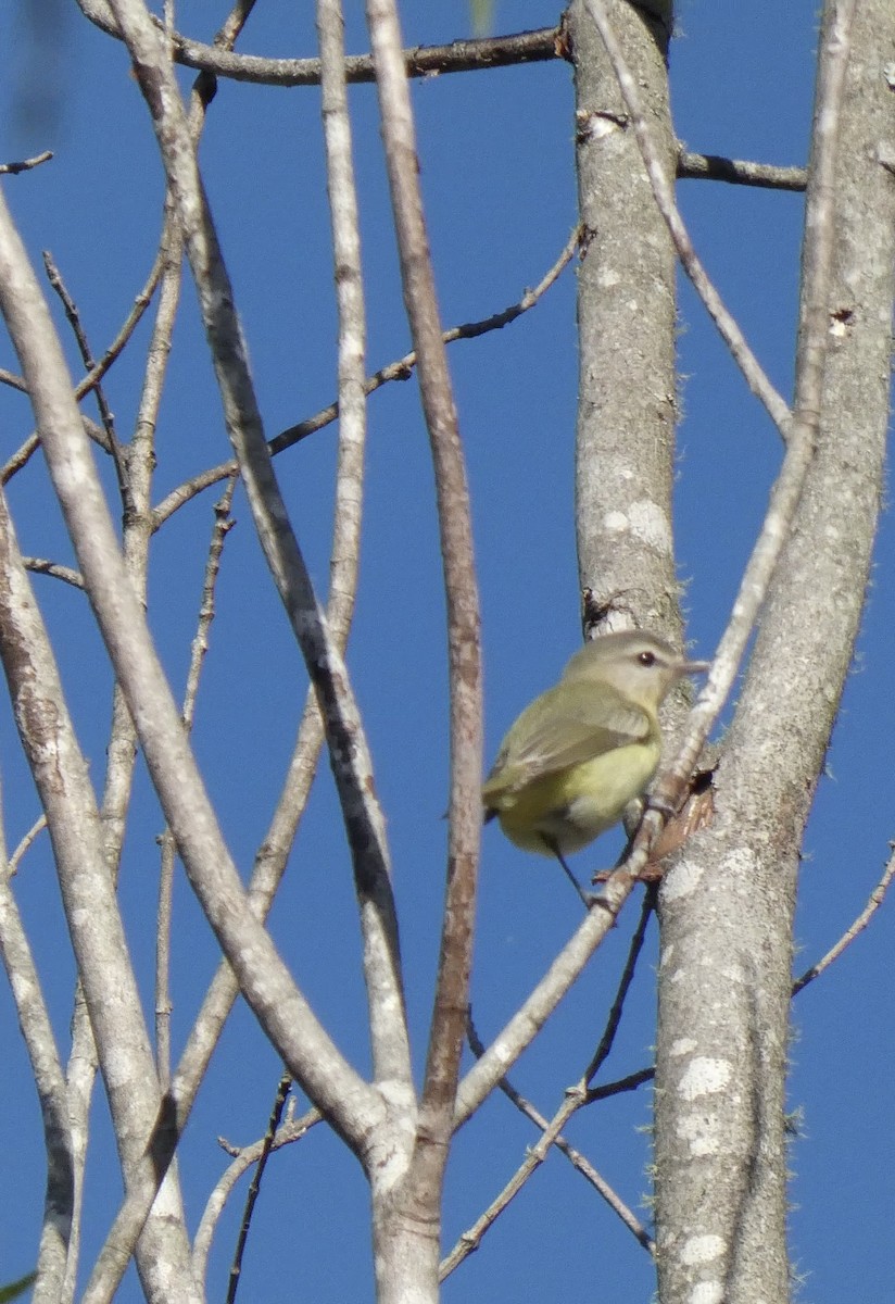 Philadelphia Vireo - ML642913229