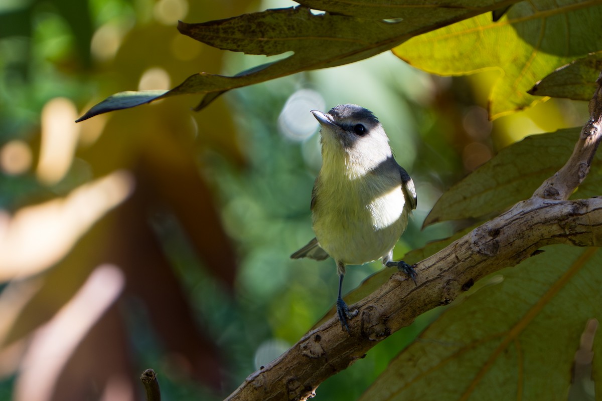 Philadelphia Vireo - ML642913232