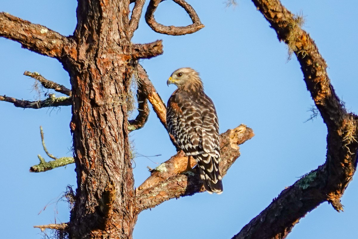 Red-shouldered Hawk - ML642913233