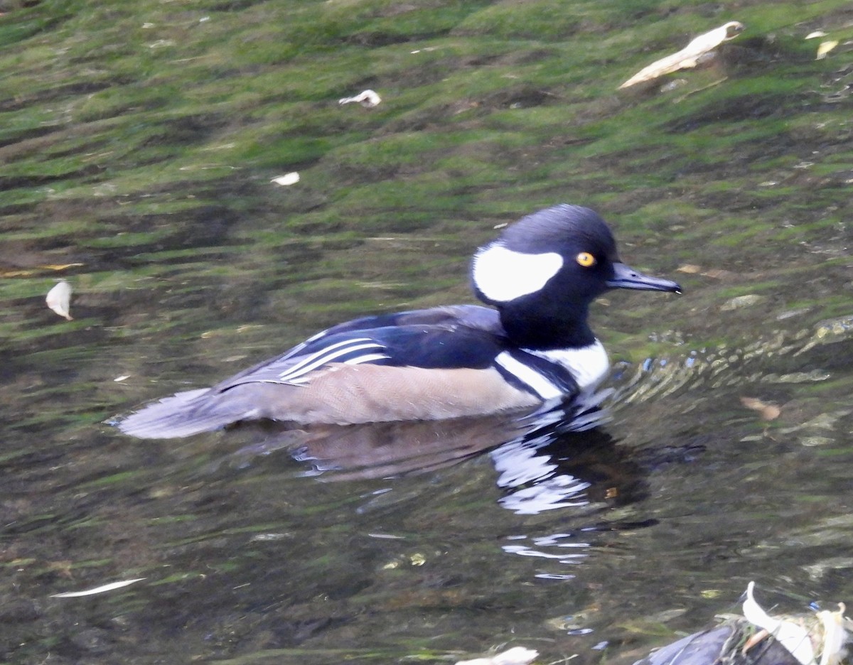 Hooded Merganser - ML642913241