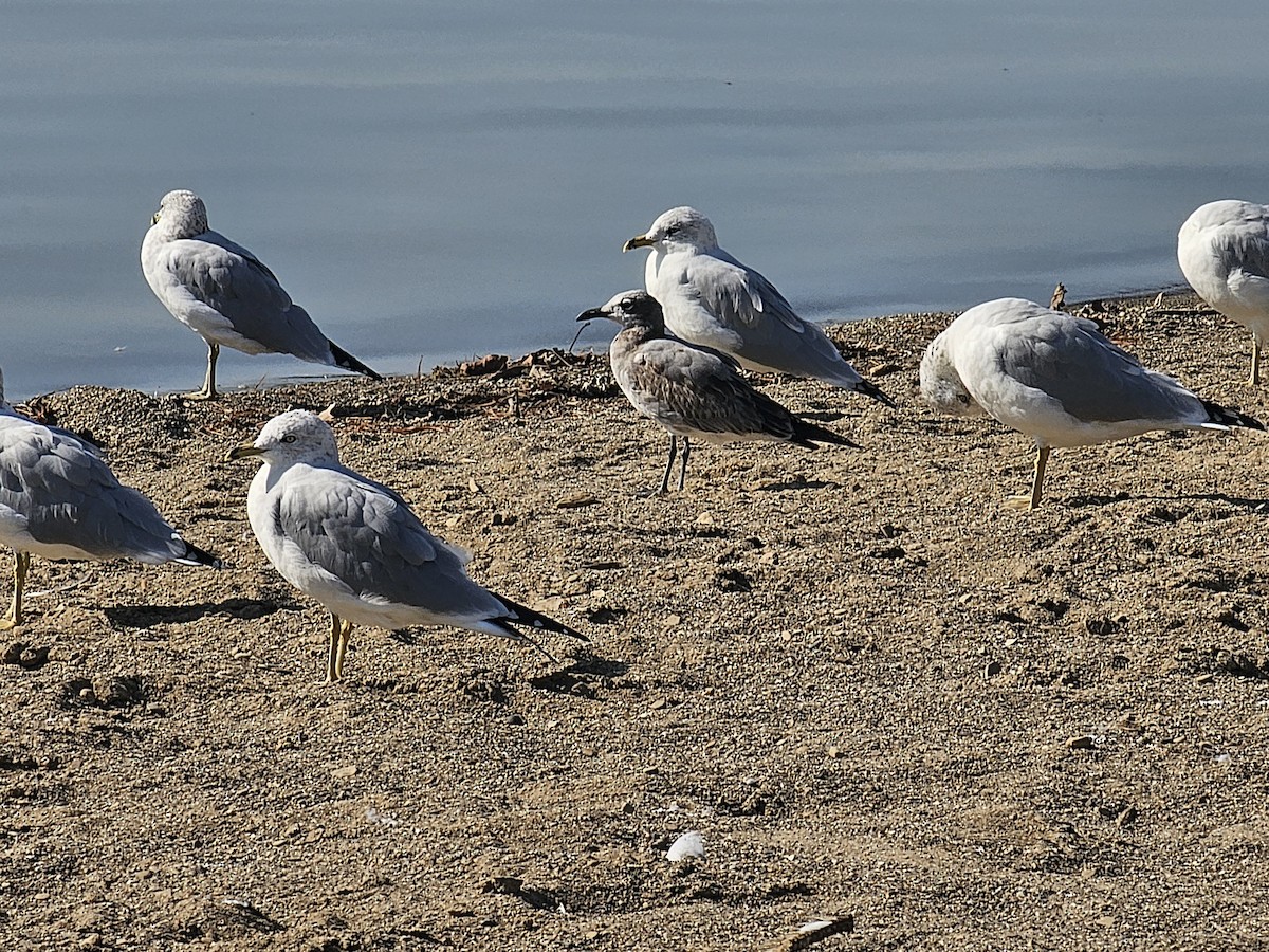 Laughing Gull - ML642913249