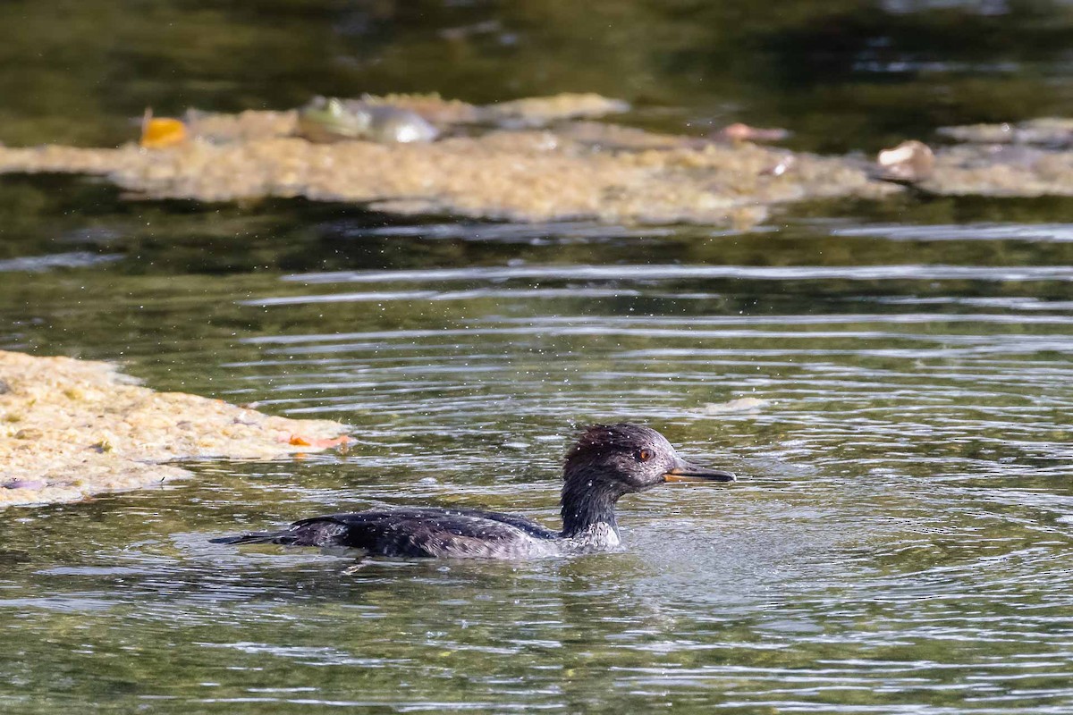 Hooded Merganser - ML642913254