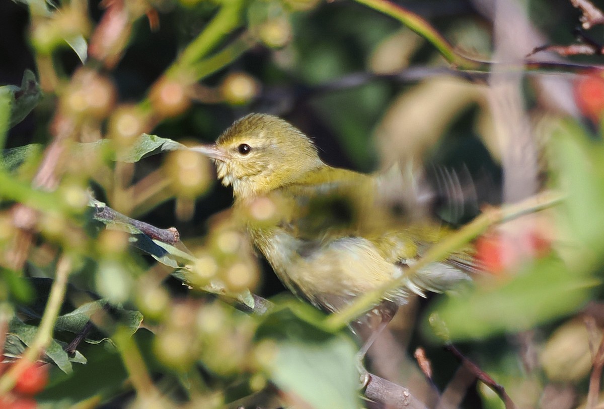 Tennessee Warbler - ML642913275