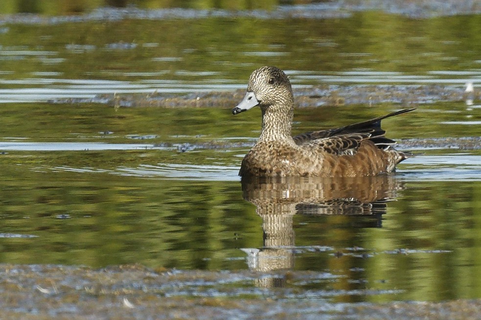 Свищ американський - ML642913277
