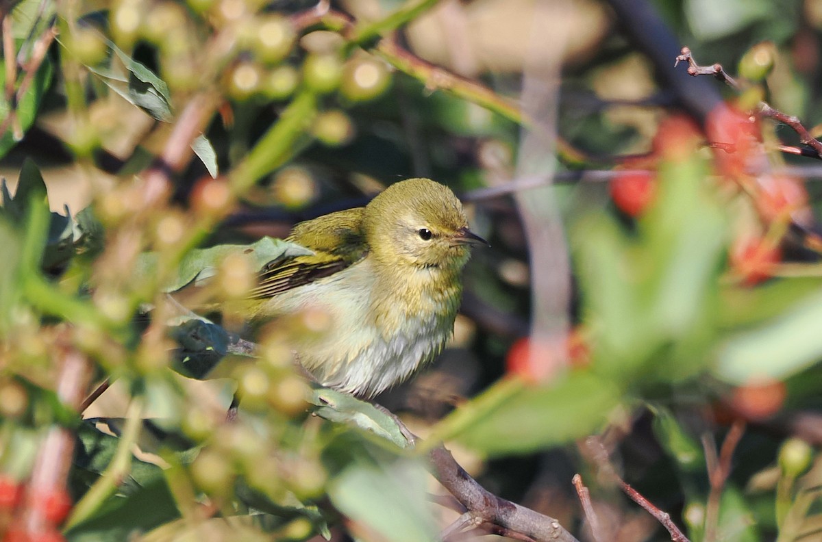 Tennessee Warbler - ML642913278