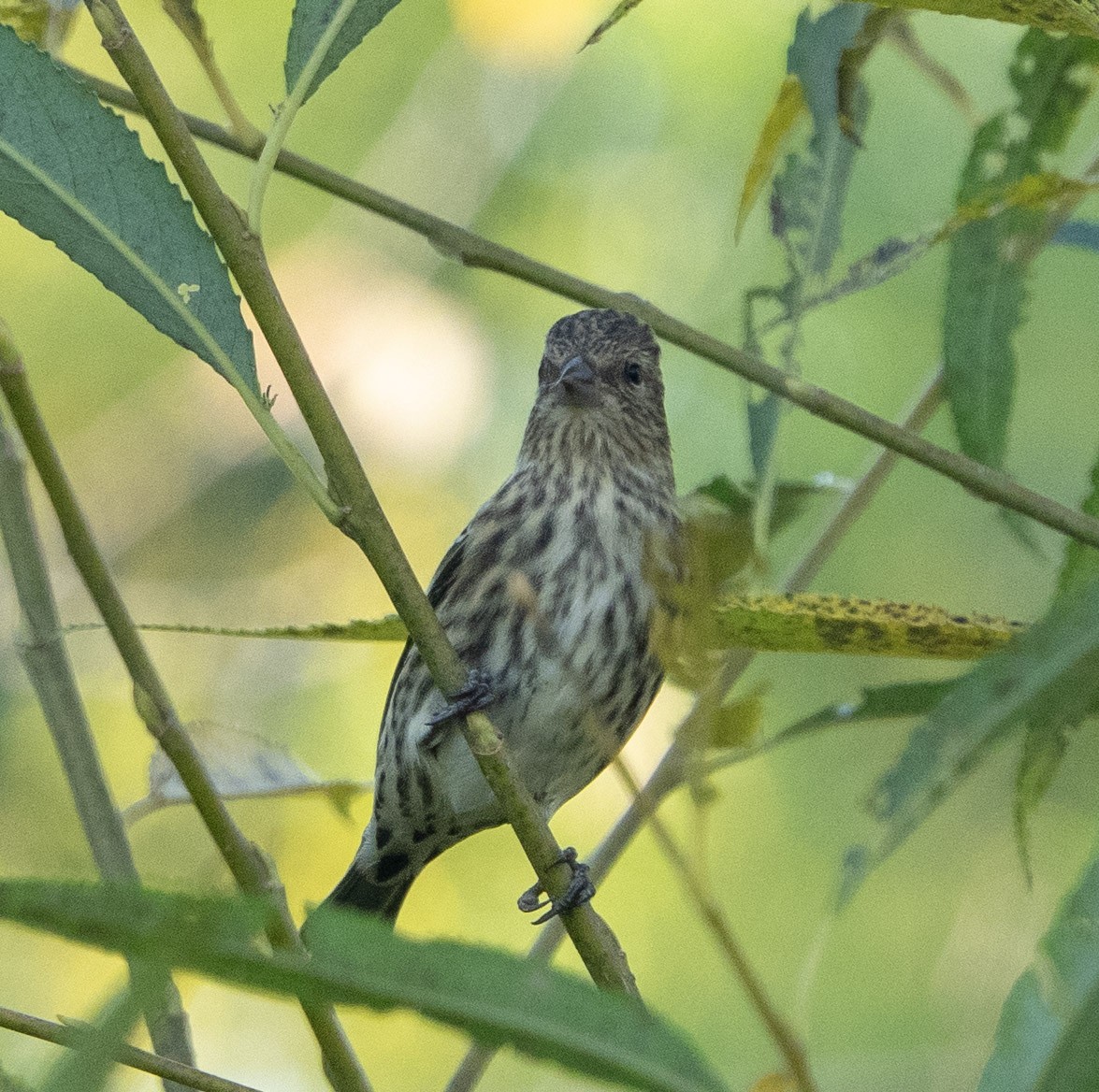 Pine Siskin - ML642913282
