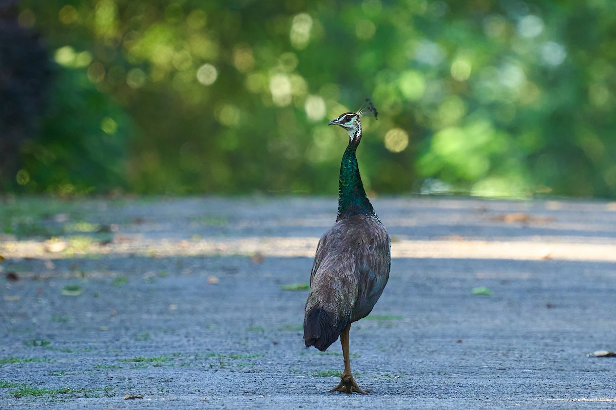 Indian Peafowl - ML642913290