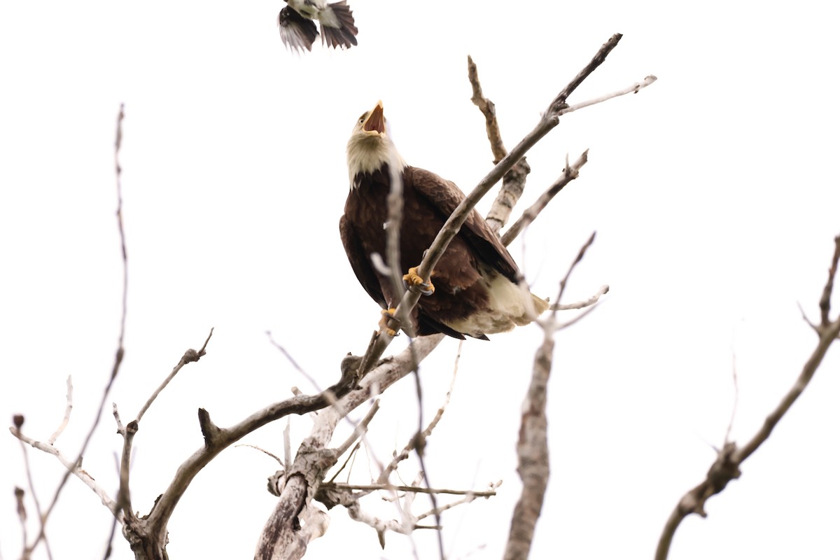 Bald Eagle - ML642913293