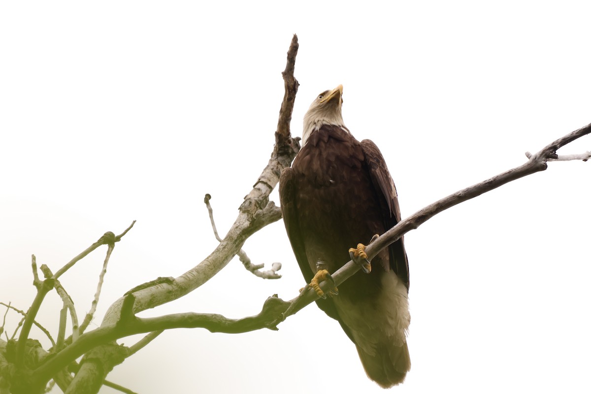 Bald Eagle - ML642913303