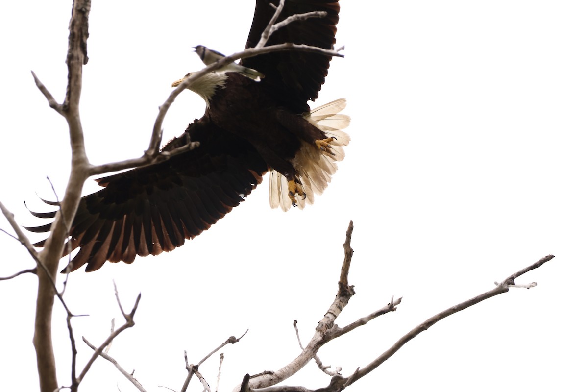 Bald Eagle - ML642913306