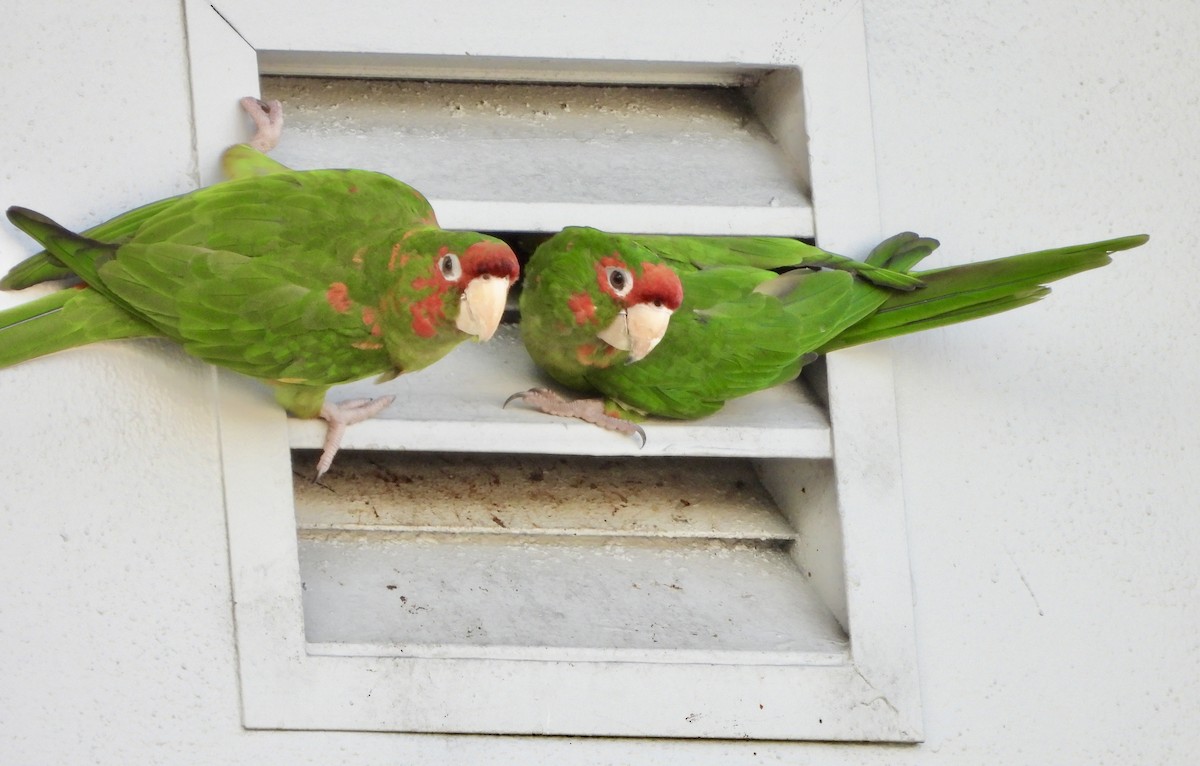 Mitred Parakeet - ML642913307