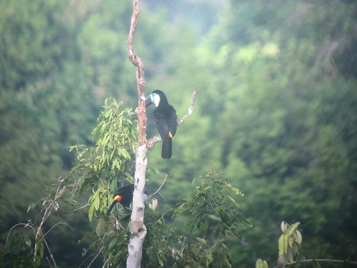 Channel-billed Toucan (Yellow-ridged) - ML642913309