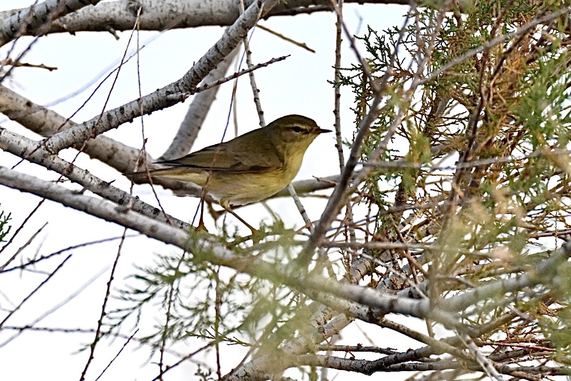 Willow Warbler - ML642913317
