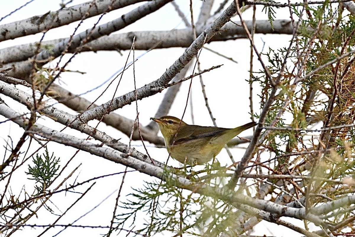 Willow Warbler - ML642913318