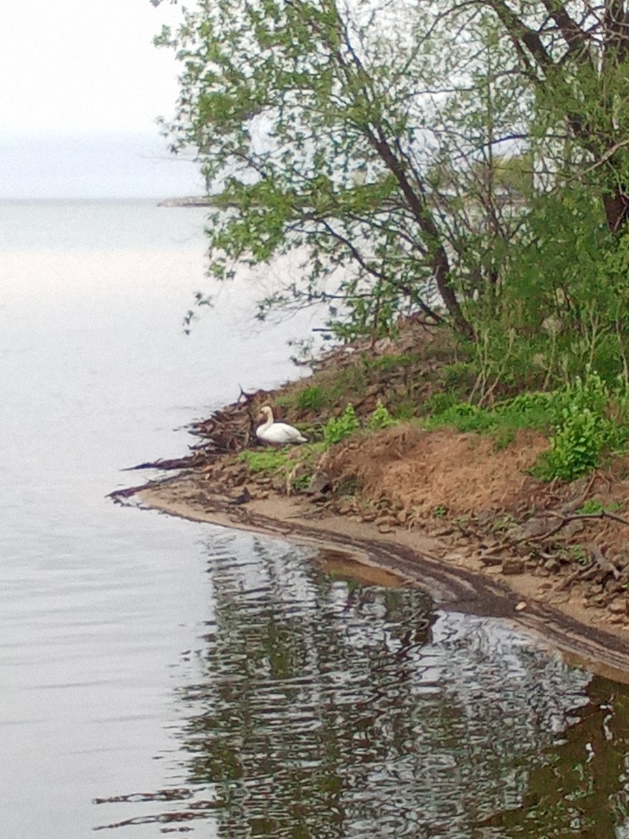 Trumpeter Swan - ML642913320