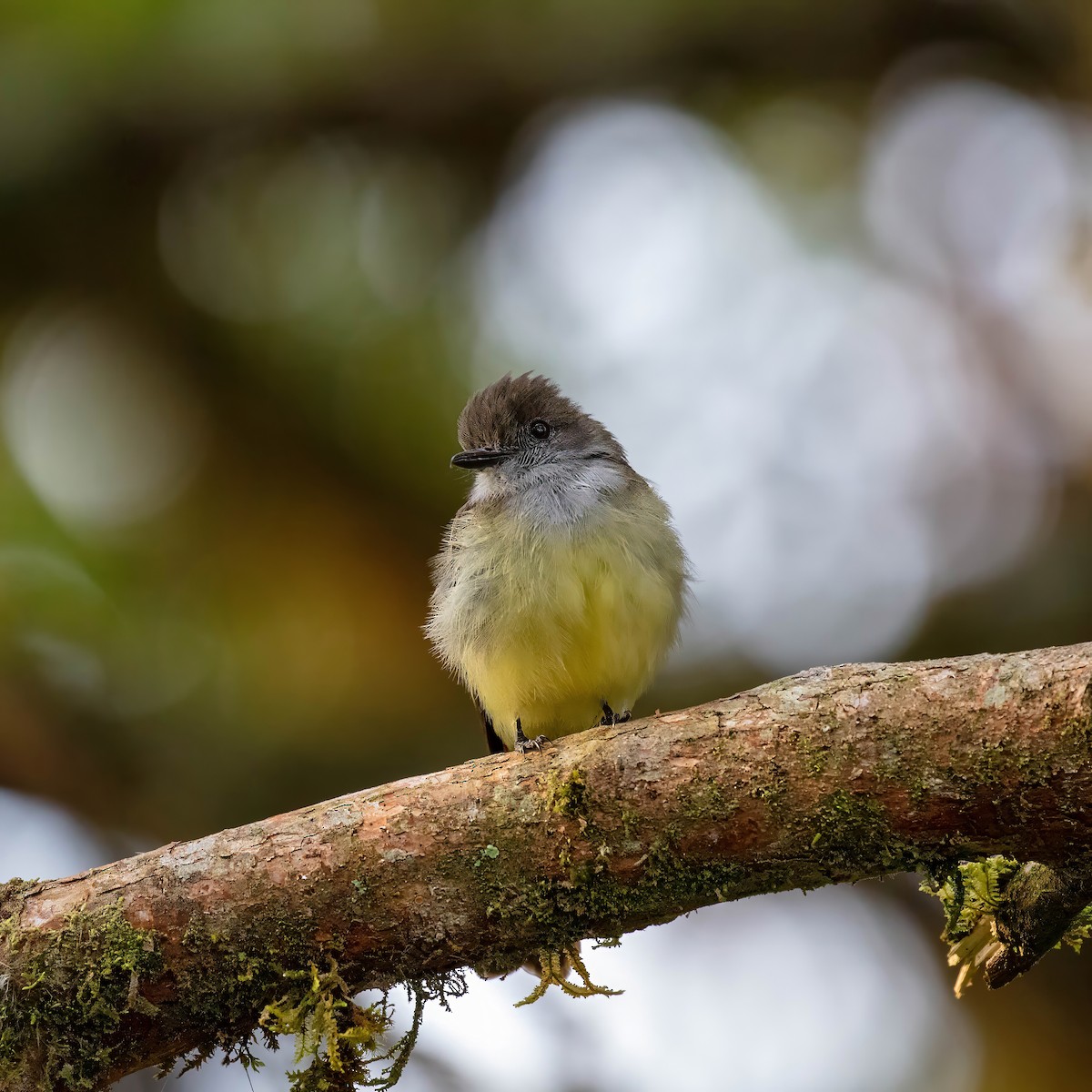 Pale-edged Flycatcher - ML642913326