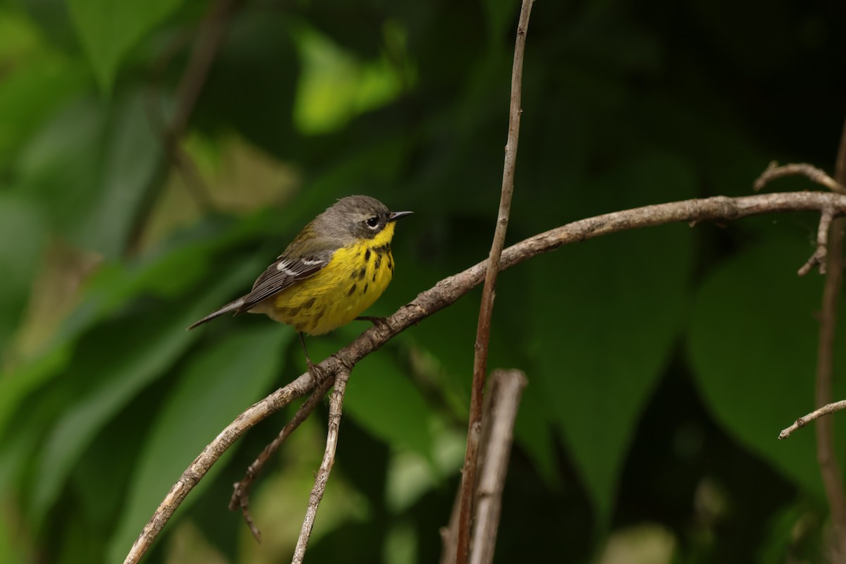 Magnolia Warbler - ML642913327
